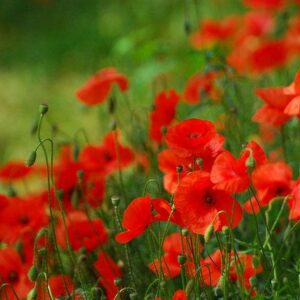 Red Corn Field Poppy Flanders Papaver Rhoeas