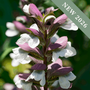 Acanthus 'Bears Breeches'