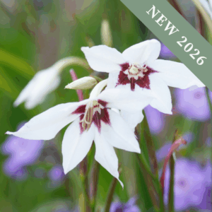Acidanthera 'Murielae'