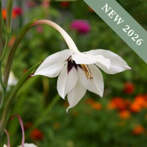 Acidanthera 'Murielae'