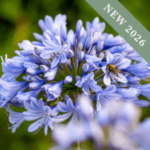 Agapanthus africanus 'Blue'