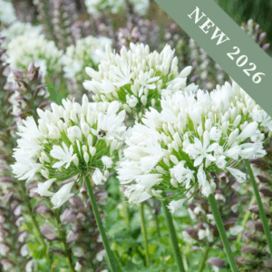 Agapanthus 'White Superior'