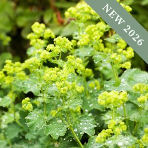 Alchemilla mollis