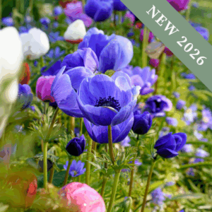 Anemone 'Coronaria Mix'