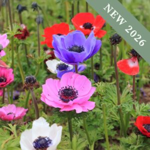 Anemone 'Coronaria Mix'
