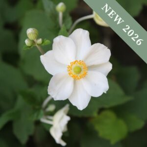Anemone 'Honorine Jobert'
