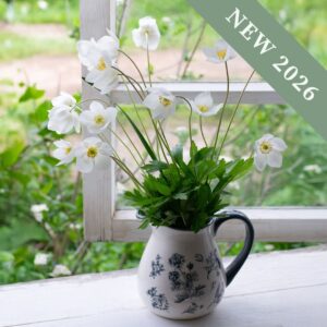 A vase of white honorine jobert anemone flowers on a windowsill with open windows and a sunny garden in the background