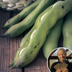 Broad Bean 'Aquadulce' - Charles's Seed Selection