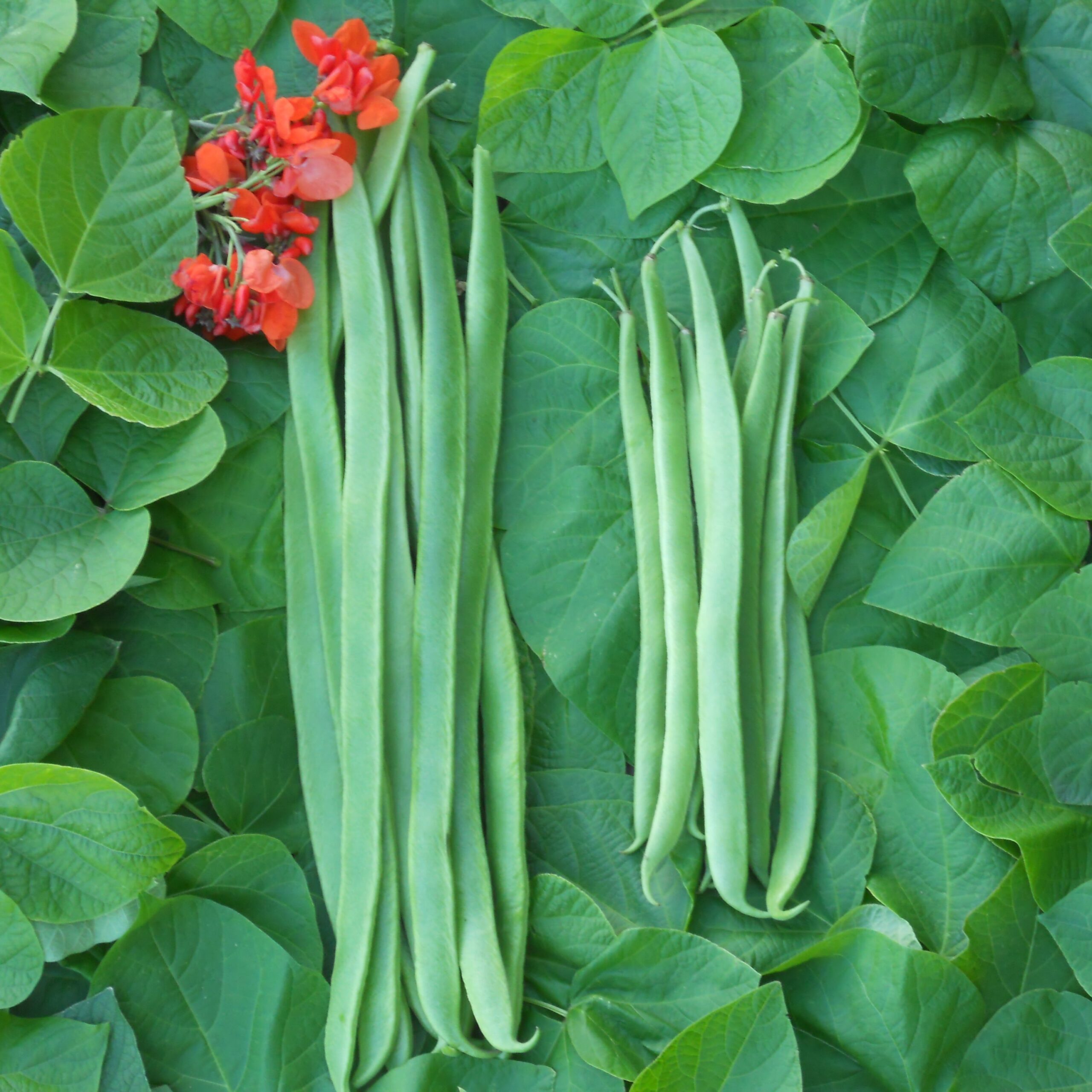 Freshly harvested Benchmaster Runner Beans lying on green leaves with some red flowers.