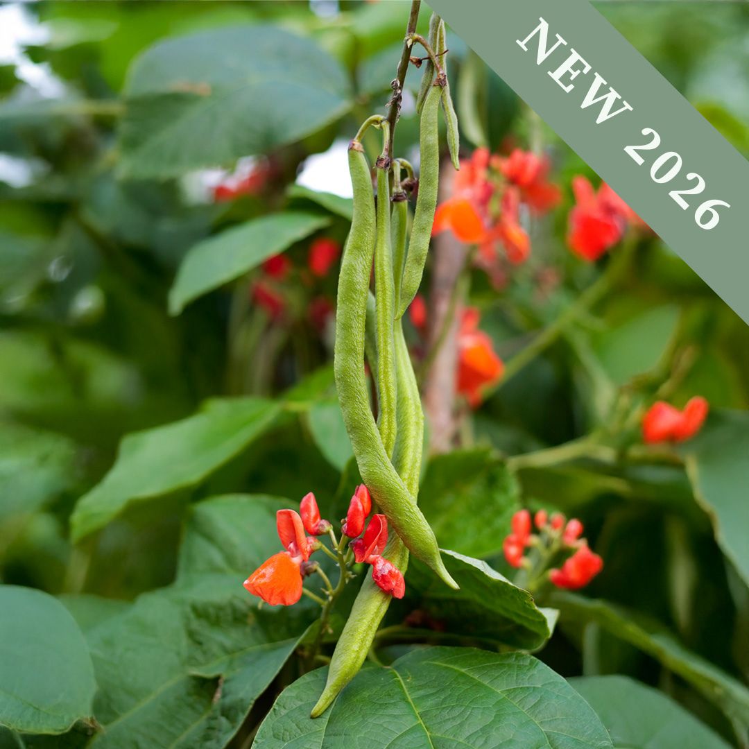 A close up of Benchmaster Runner Beans growing on the plant with red flowers and green leaves.