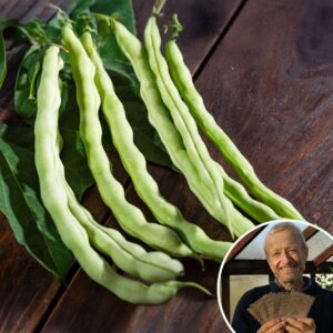 Bean 'Kentucky Wonder' - Charles's Seed Selection