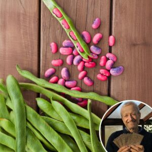 Runner Bean 'Scarlet Emperor' - Charles's Seed Selection