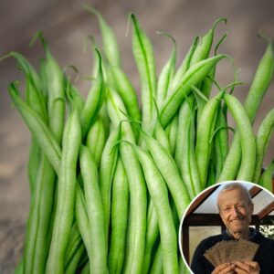 Bean 'Slenderette' - Charles's Seed Selection