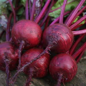 Beetroot 'Boston' - Charles's Seed Selection