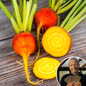 Beetroot 'Burpee Golden' - Charles's Seed Selection