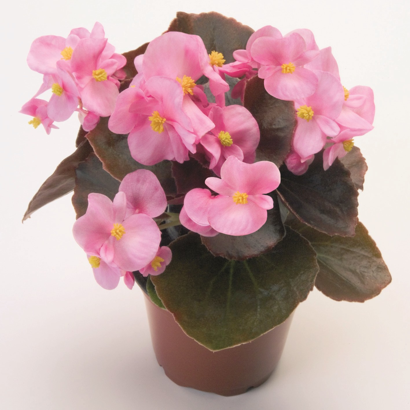 Begonia Nightlife Pink - Image 3