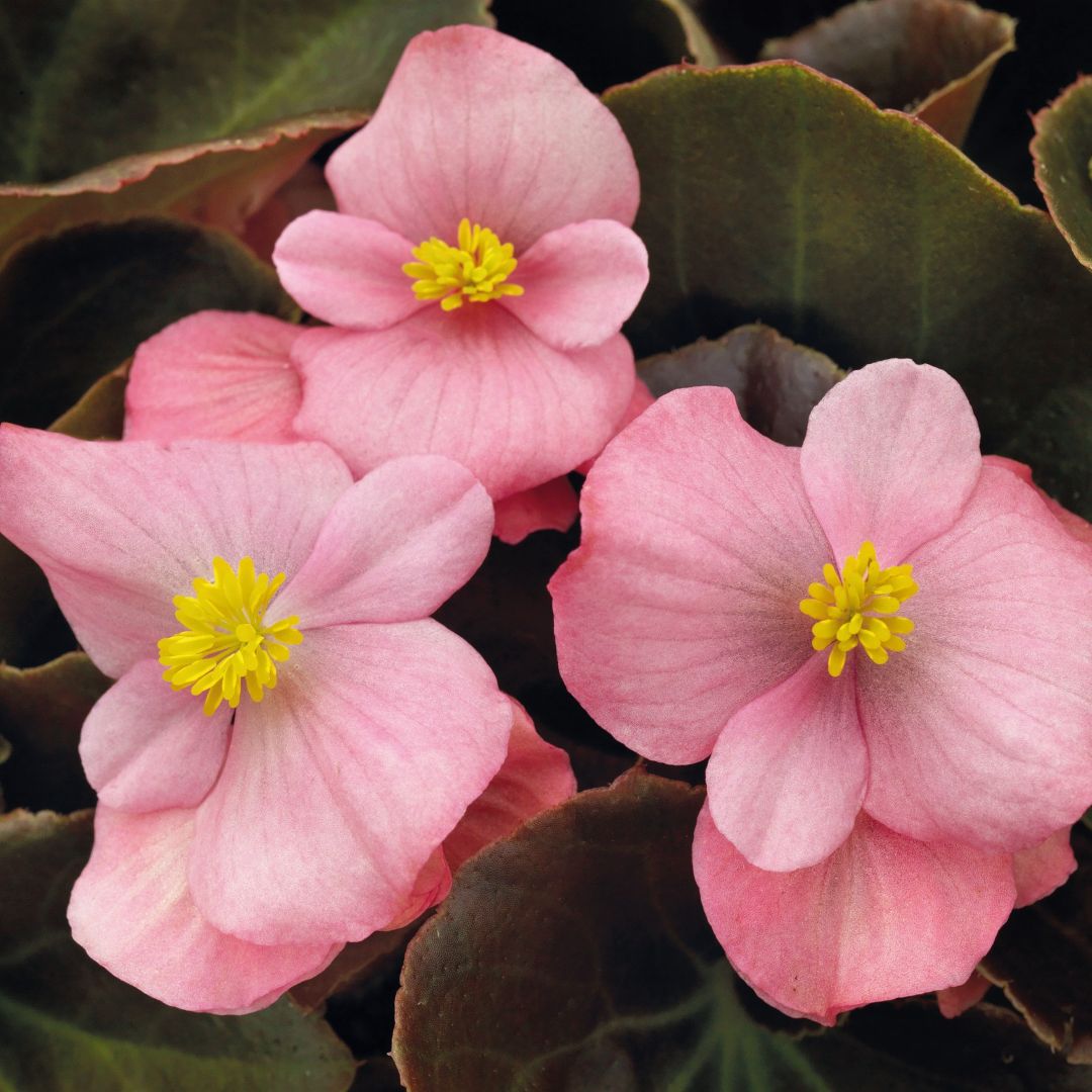 Begonia Nightlife Pink - Image 2