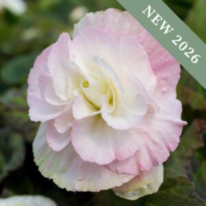Begonia 'Nonstop Apple Blossom'