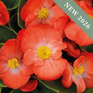 Begonia Sprint Plus Orange F1