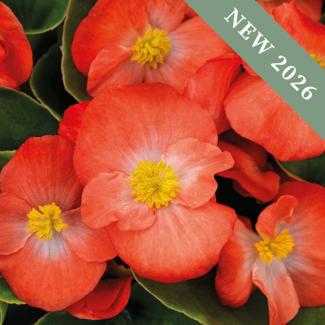 Begonia Sprint Plus Orange F1
