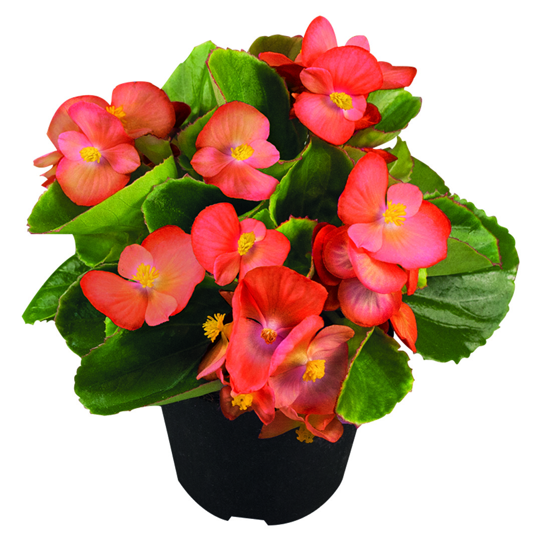 Begonia Sprint Plus Orange F1 - Image 2