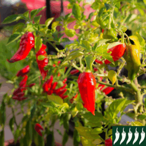 Hot Pepper 'Bhut Jolokia Red'