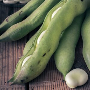Broad Bean 'Aquadulce' - Charles's Seed Selection