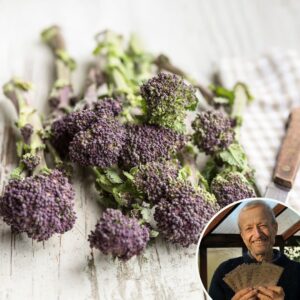 Broccoli 'Claret' F1 - Charles's Seed Selection