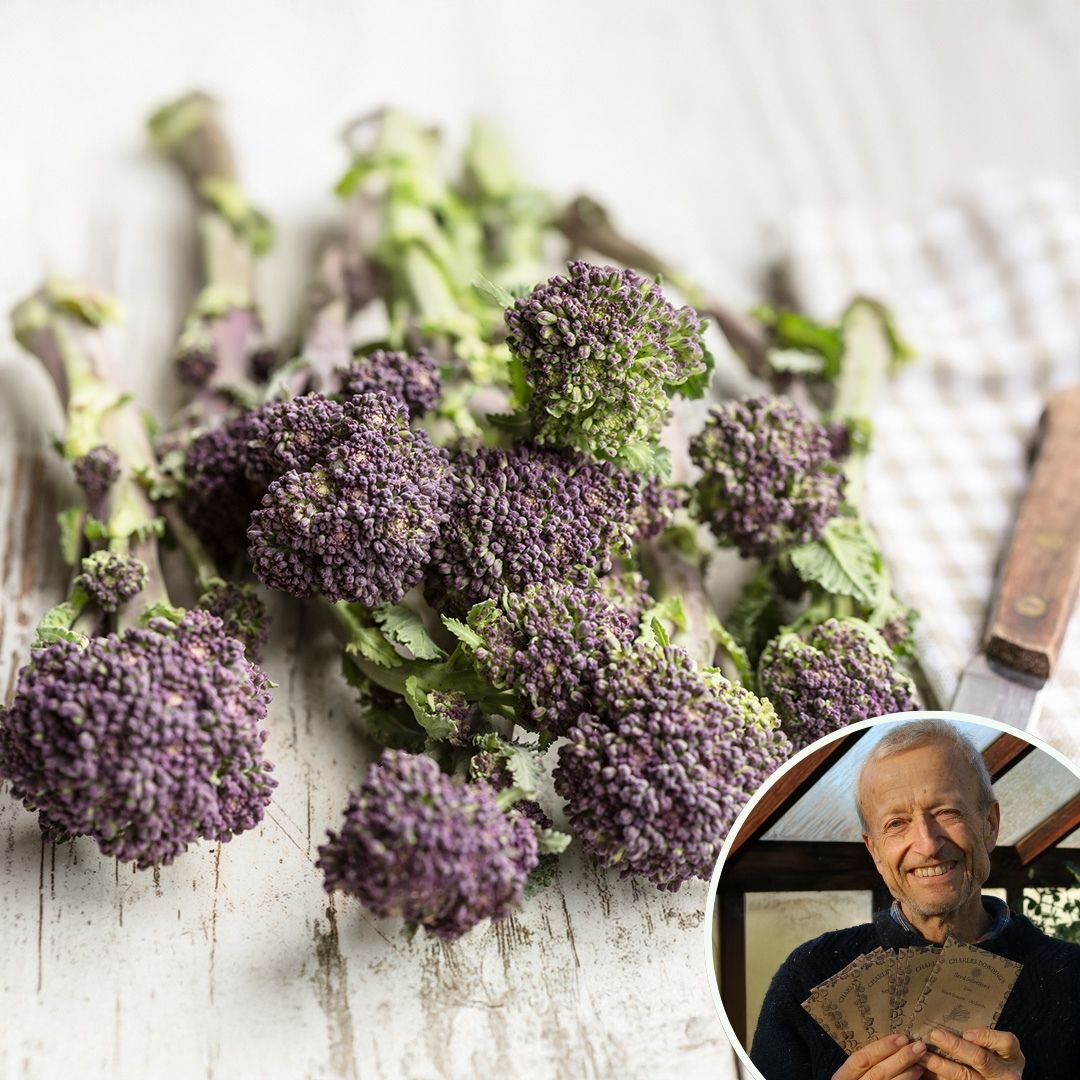 Broccoli 'Claret' F1 - Charles's Seed Selection