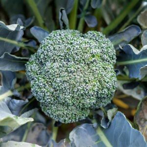 Broccoli 'Stromboli' F1