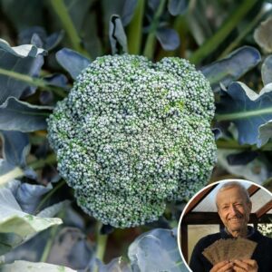 Broccoli 'Stromboli' F1 - Charles's Seed Selection