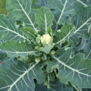 Broccoli 'White Eye'