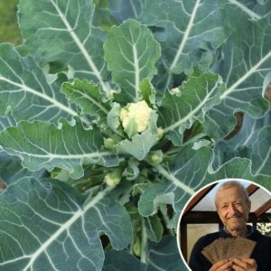 Broccoli 'White Eye' - Charles's Seed Selection