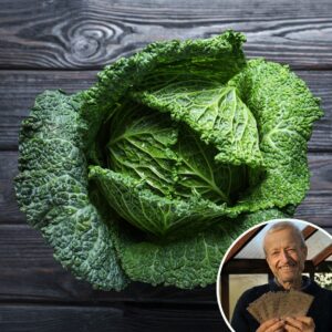 Cabbage 'Cantasa' F1 - Charles's Seed Selection