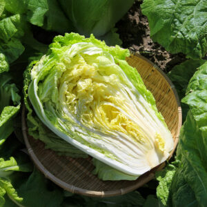 Cabbage 'Wong Bok'