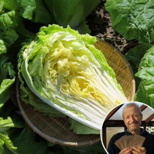 Cabbage 'Wong Bok' - Charles's Seed Selection