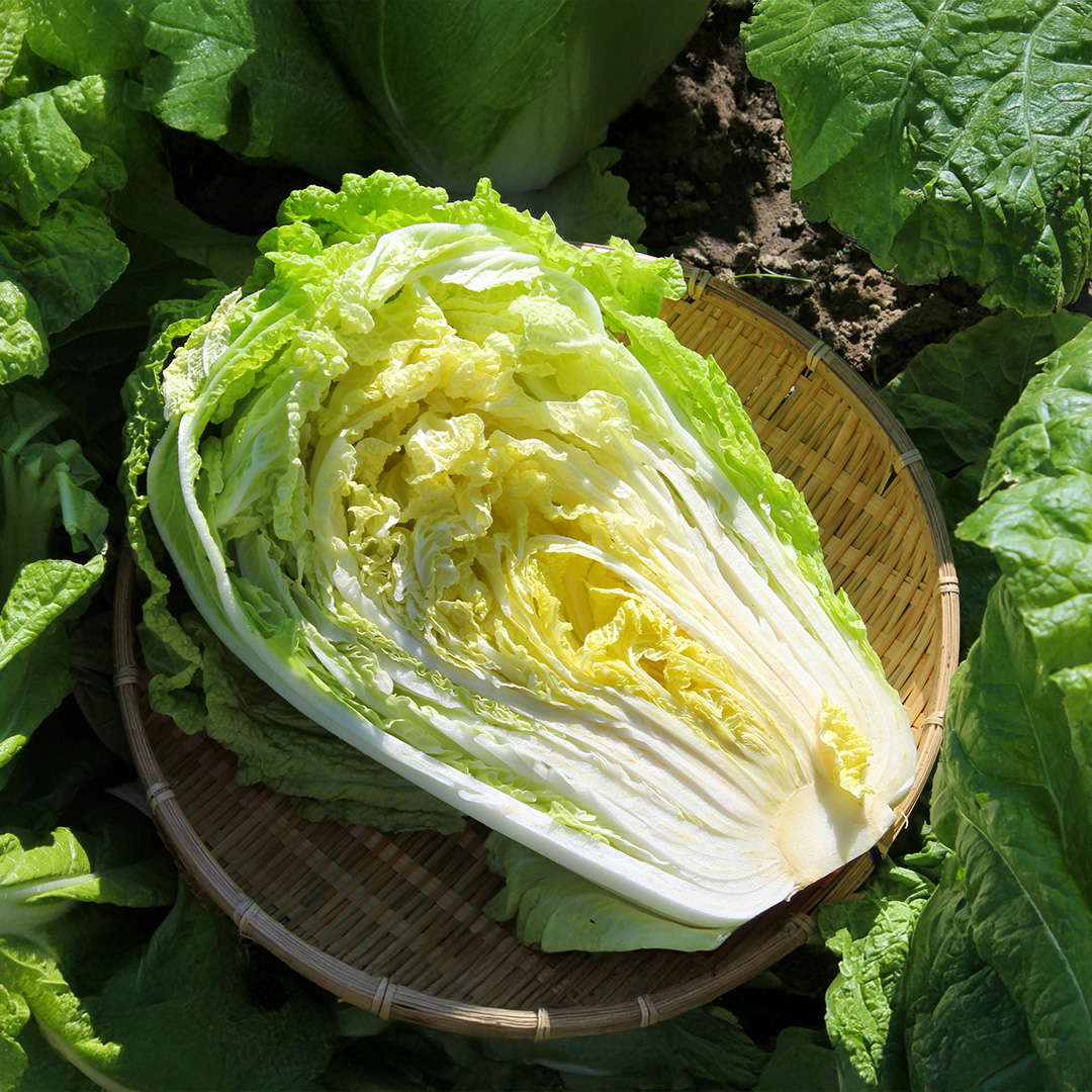Cabbage 'Wong Bok' - Charles's Seed Selection