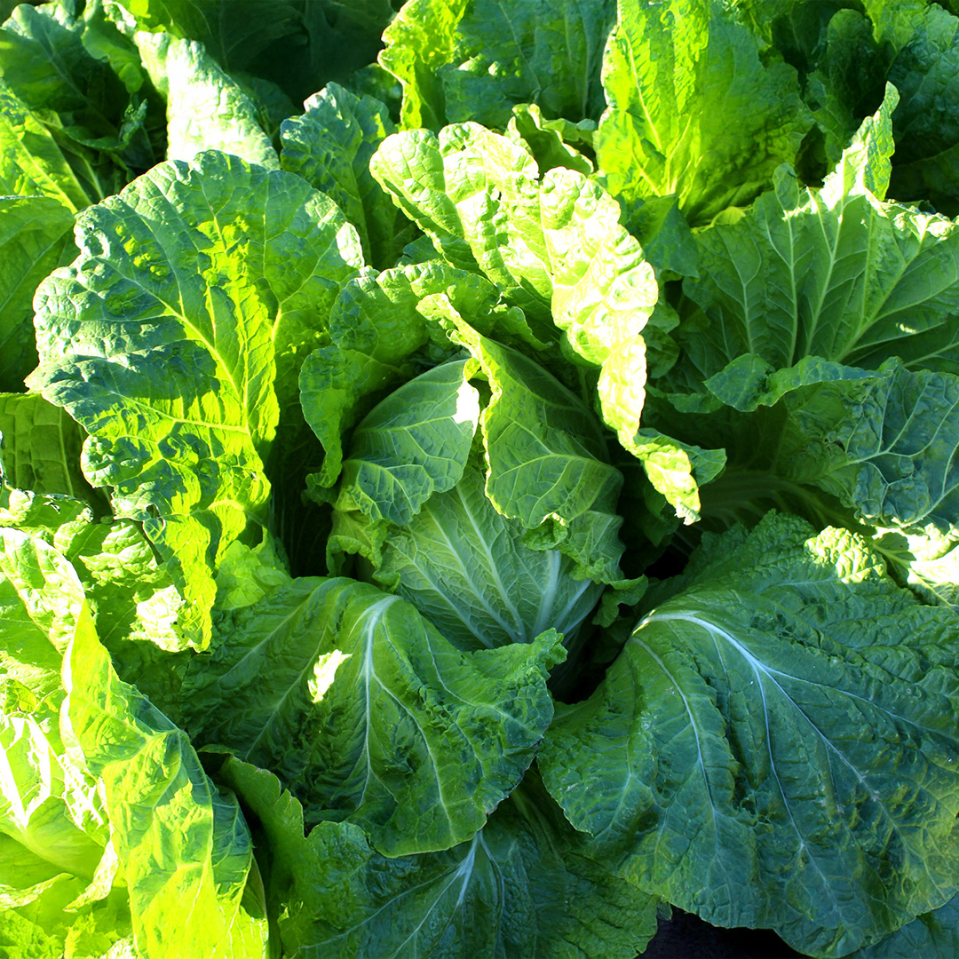 Cabbage 'Wong Bok' - Charles's Seed Selection - Image 2
