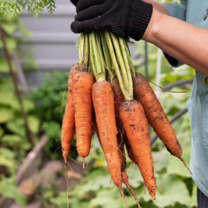 Carrot 'Berlicum'