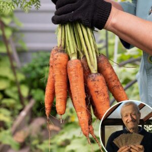 Carrot 'Berlicum' - Charles's Seed Selection