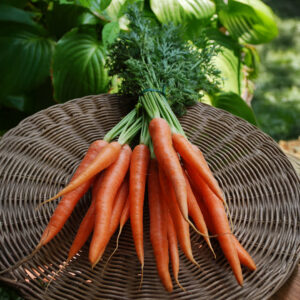 Carrot 'Tendersweet'
