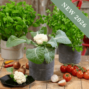 Cauliflower 'Baby' F1