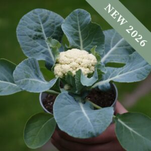 Cauliflower 'Baby' F1