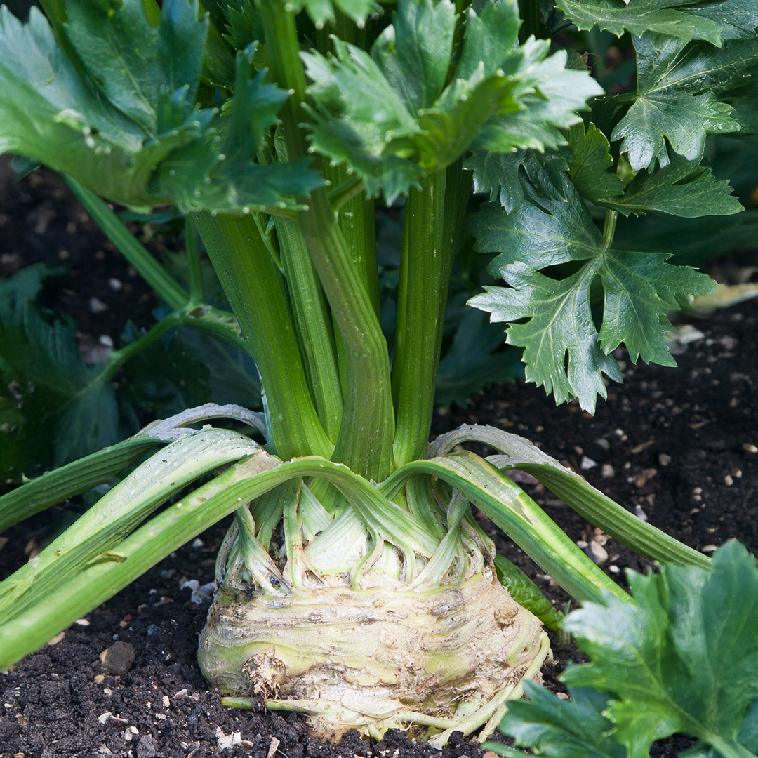 Celeriac 'Prinz' - Charles's Seed Selection - Image 2