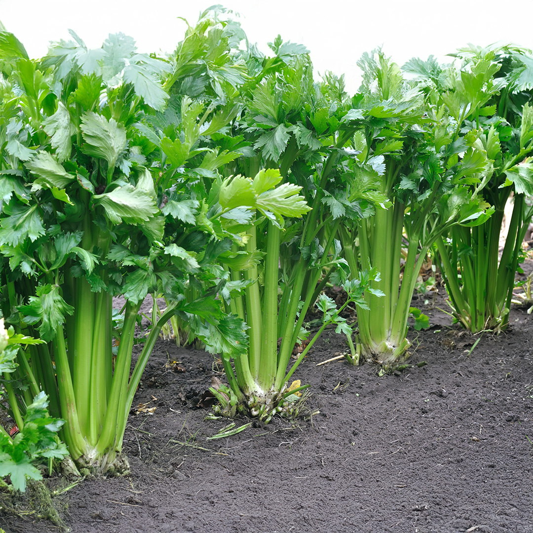 Celery 'Tango' - Charles's Seed Selection - Image 2