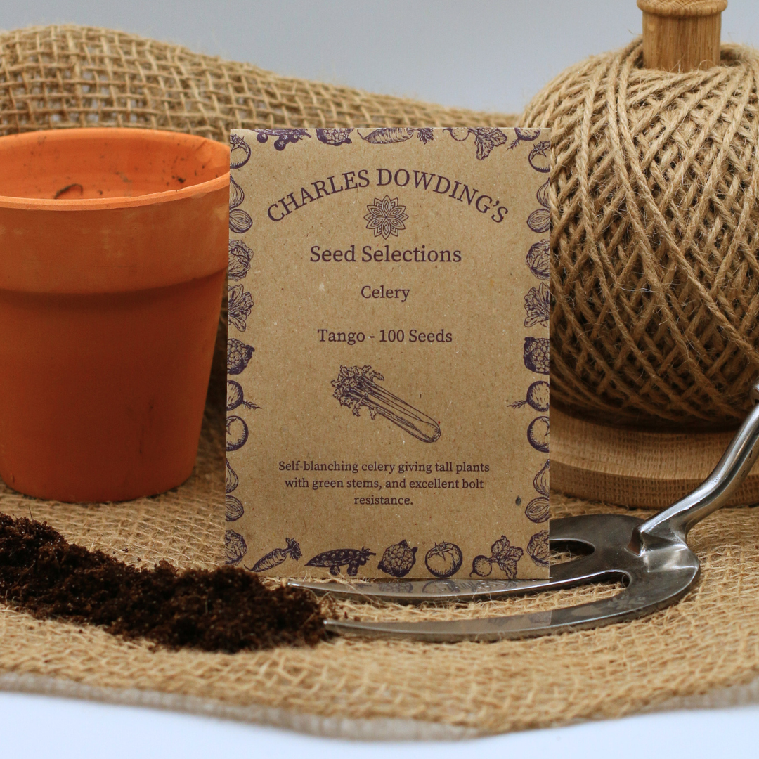 Celery 'Tango' - Charles's Seed Selection - Image 3