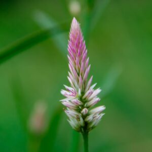 Spicata Xantippe Celosia flower with pink tip fading to cream