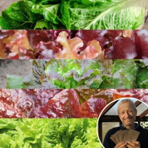 Lettuce 'Charles Mix' - Charles's Seed Selection