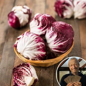 Chicory 'Radicchio 506TT' - Charles's Seed Selection