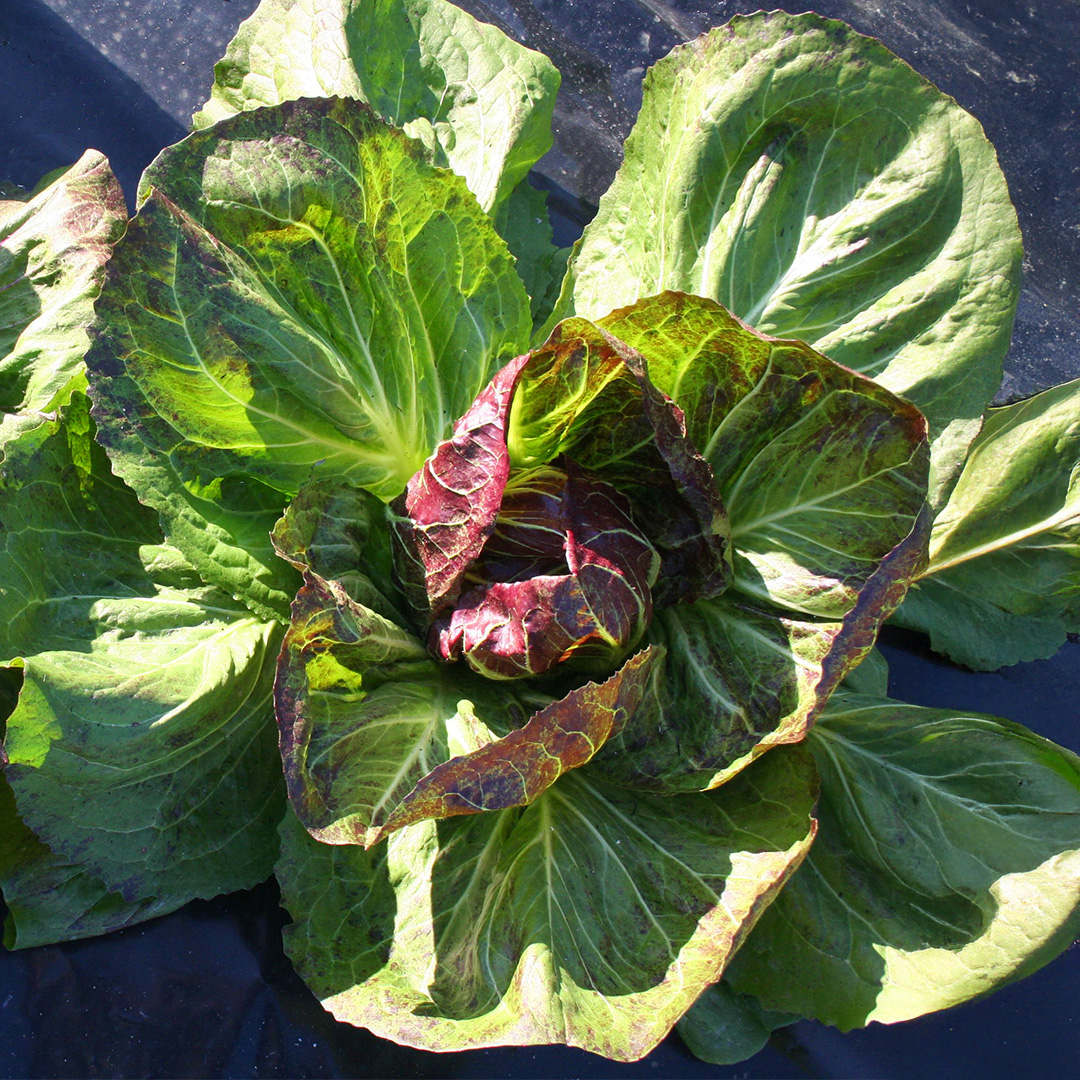 Chicory 'Radicchio 506TT' - Charles's Seed Selection - Image 2